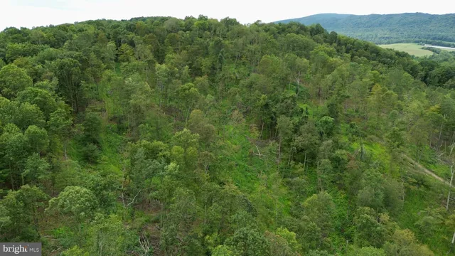 a view of a forest with a street