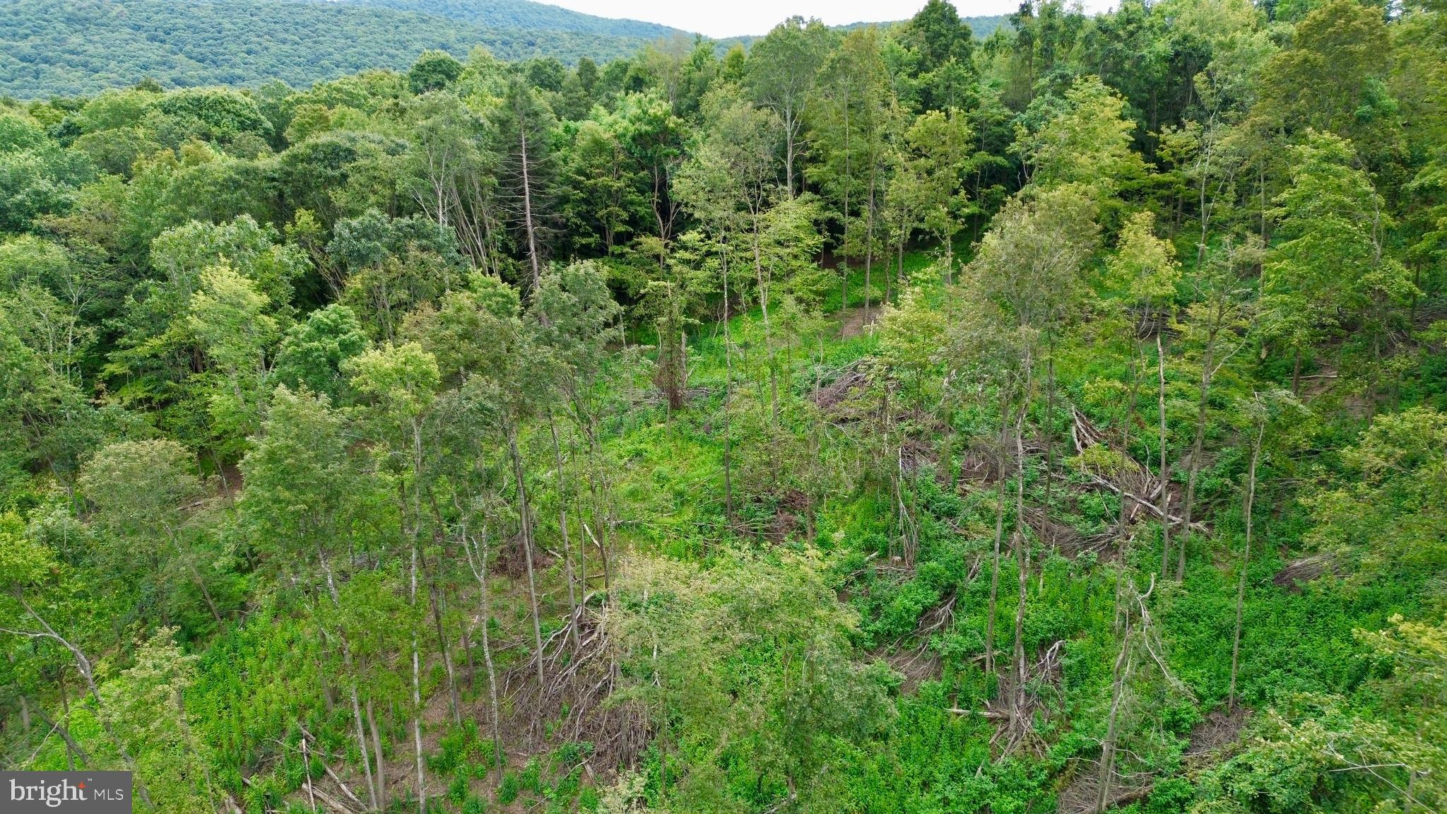 0 Raven Run Road Saxton, PA 16678 - Photo 7 of 21 a view of a lush green forest with trees in the background
