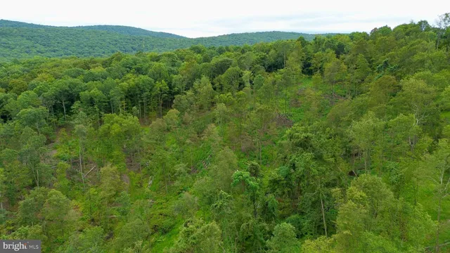 a view of a lush green forest with trees in the background