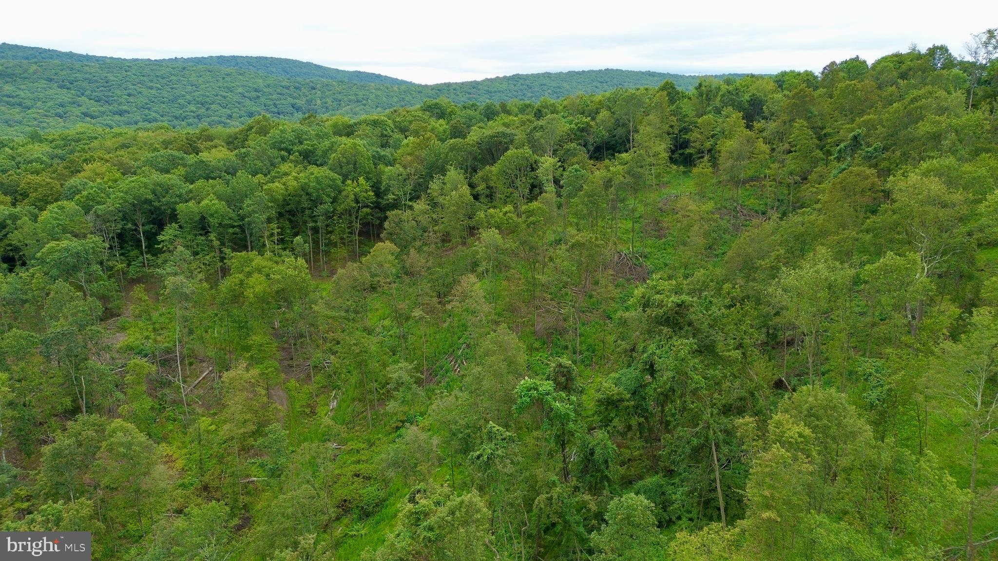 0 Raven Run Road Saxton, PA 16678 - Photo 9 of 21 a view of a lush green forest with trees in the background
