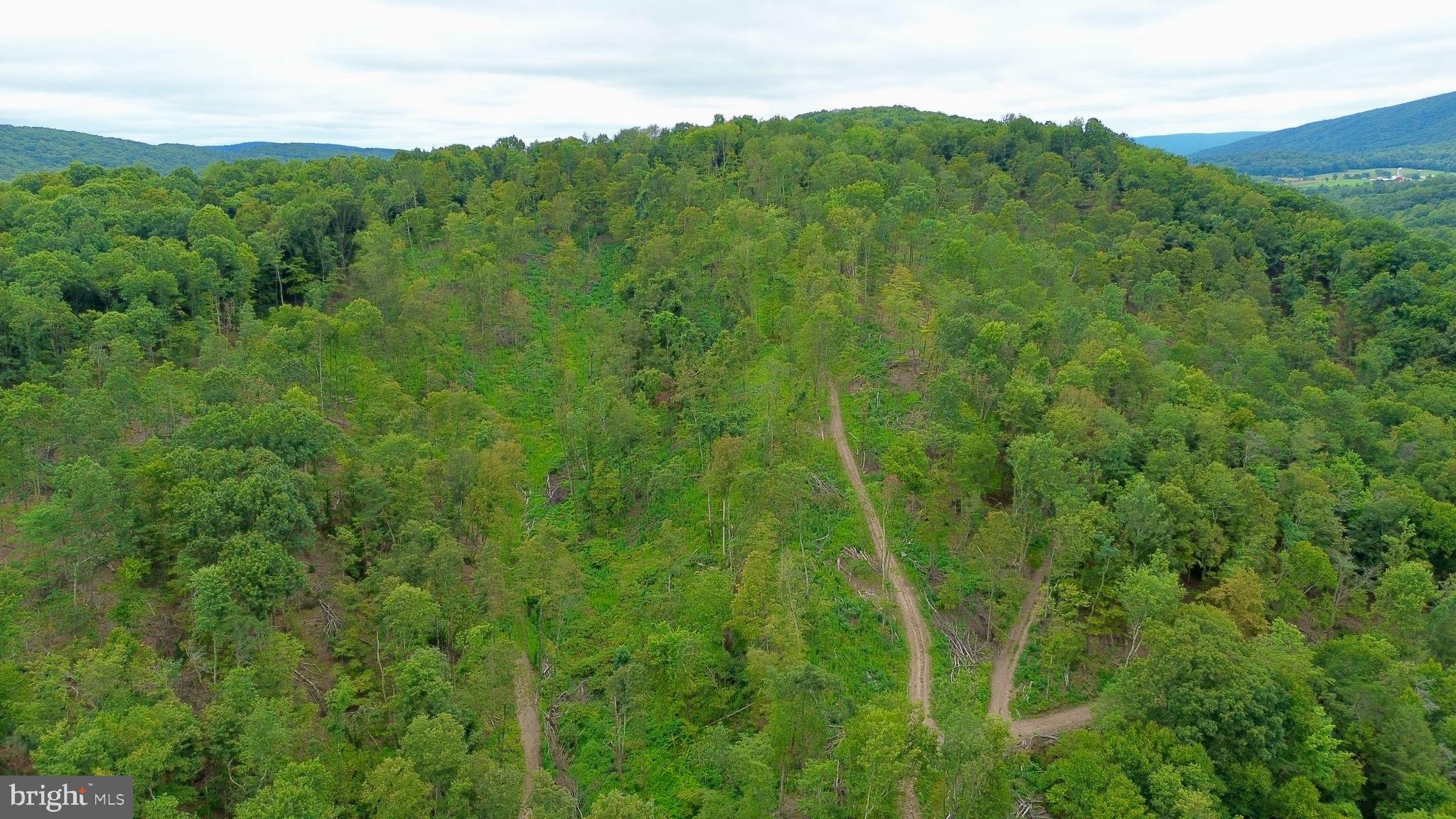 0 Raven Run Road Saxton, PA 16678 - Photo 10 of 21 a view of a lush green forest with lots of trees