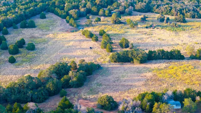 a view of a lot of flowers