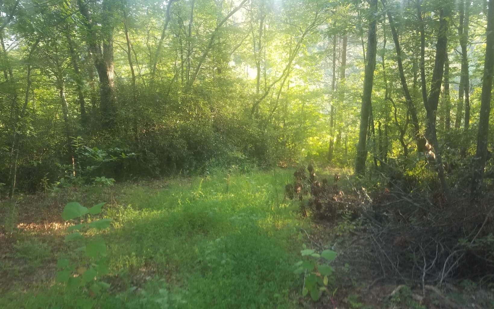 Lot 1 Bluebird Lane Blue Ridge, GA 30513 - Photo 3 of 4 Additional View