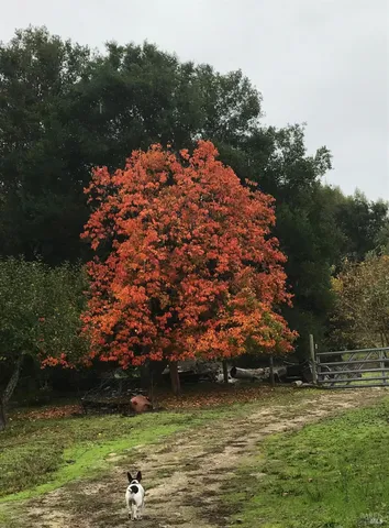 $5,999,998 | 1748 Laguna Road, Santa Rosa, CA 95401