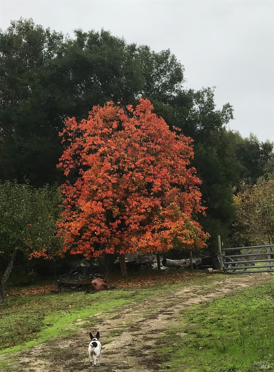 1748 Laguna Road Santa Rosa, CA 95401 - Photo 50 of 81