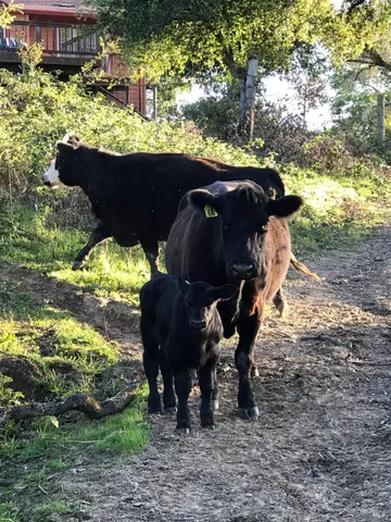 $5,999,998 | 1748 Laguna Road, Santa Rosa, CA 95401