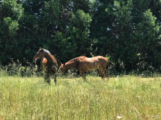 $5,999,998 | 1748 Laguna Road, Santa Rosa, CA 95401