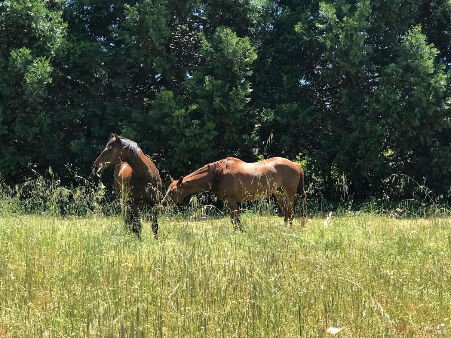 1748 Laguna Road Santa Rosa, CA 95401 - Photo 63 of 81