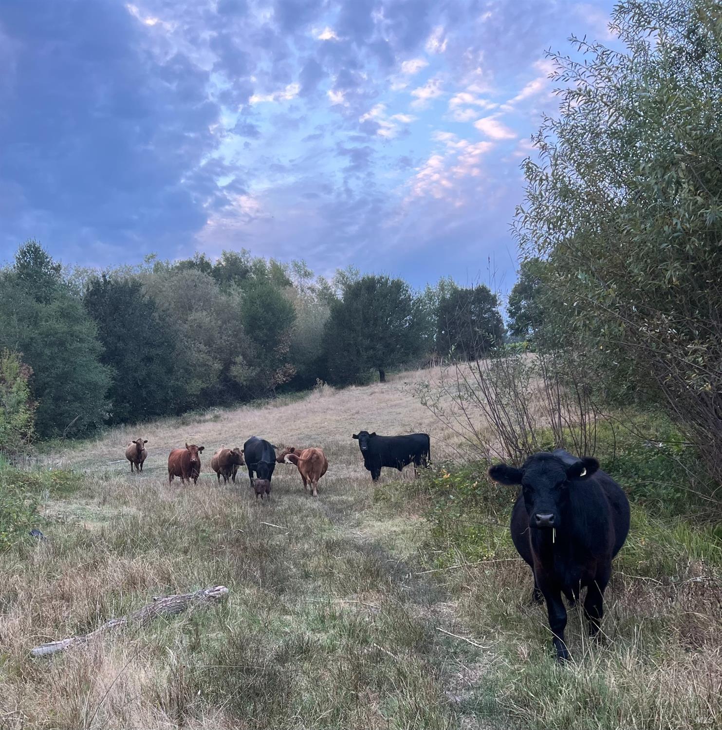 1748 Laguna Road Santa Rosa, CA 95401 - Photo 65 of 81