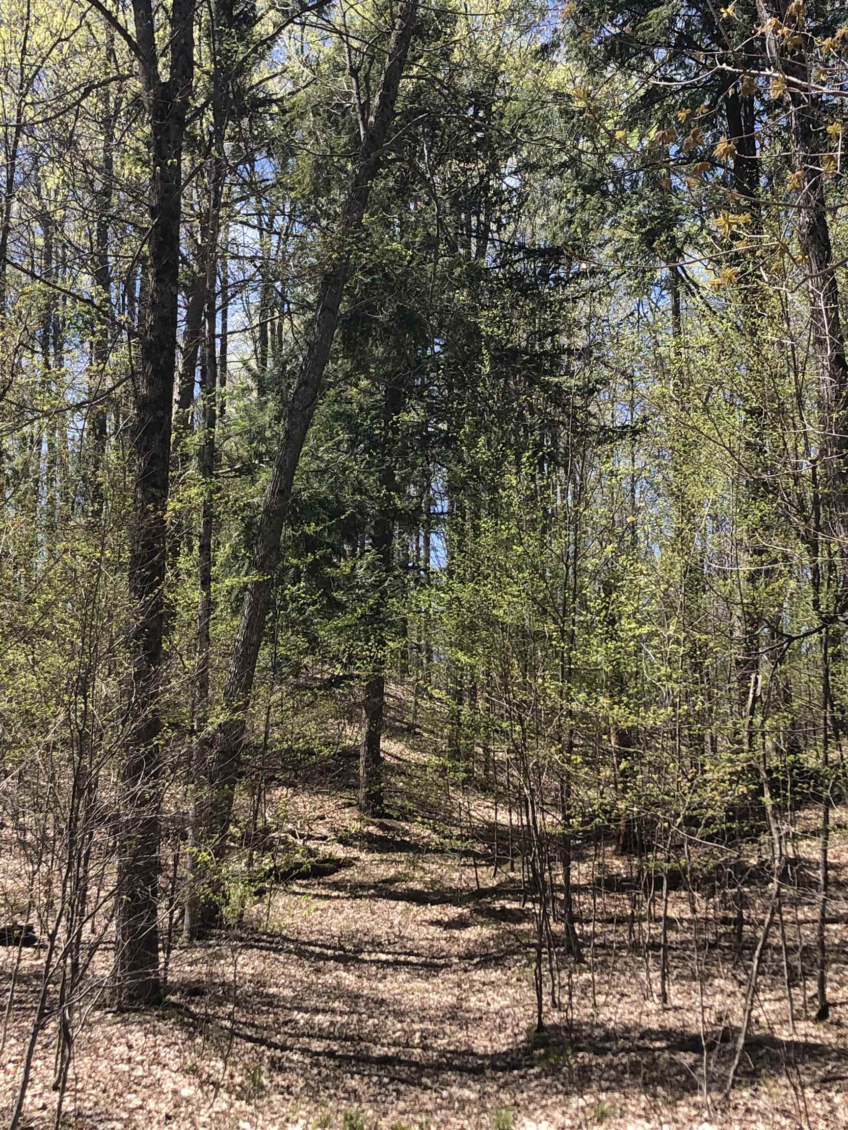 80-acres Yates Road Copemish, MI 49625 - Photo 12 of 34