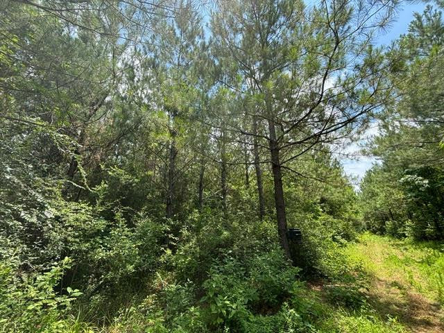 0 East Lewiston Road Kentwood, LA 70444 - Photo 20 of 26 Photo 21