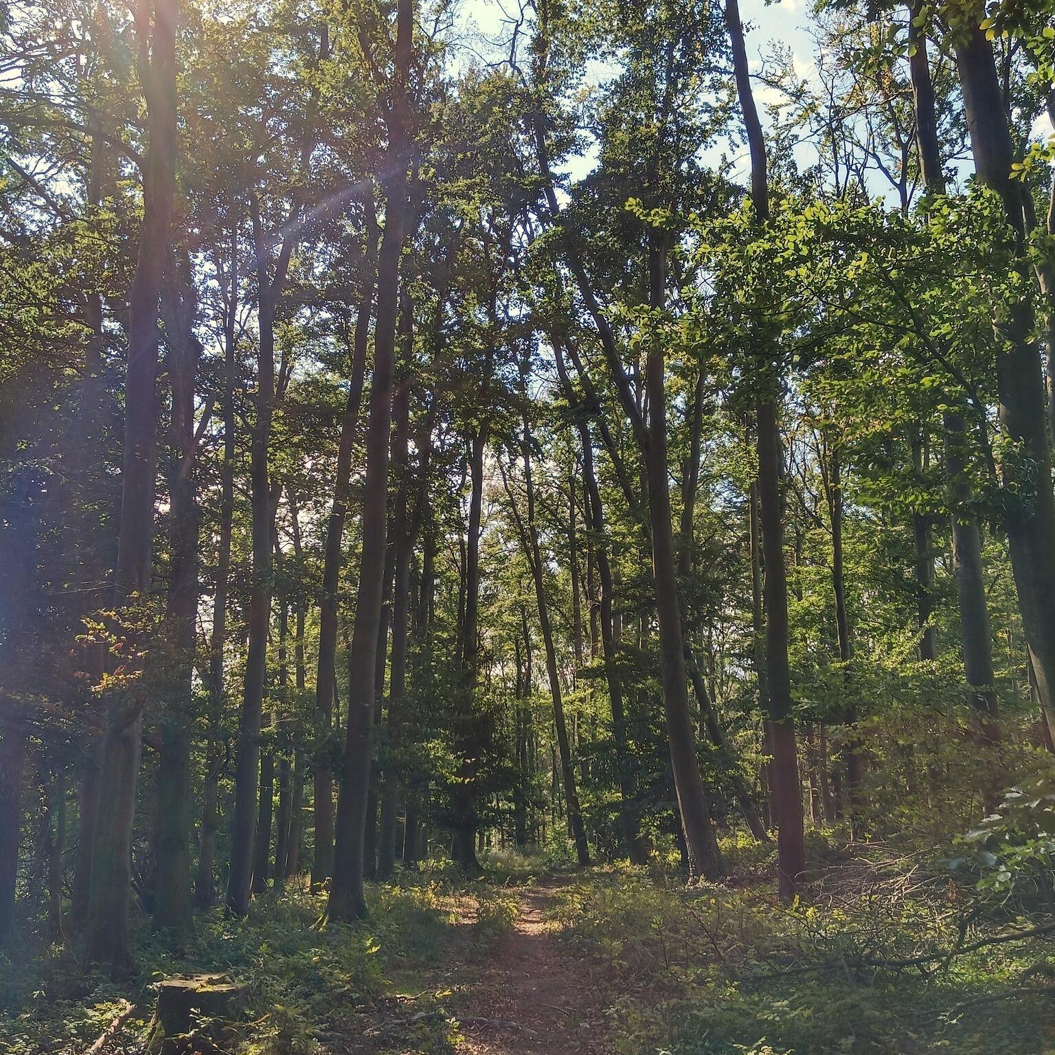 6844 North Modern Way La Porte, IN 46350 - Photo 9 of 17 a view of forest