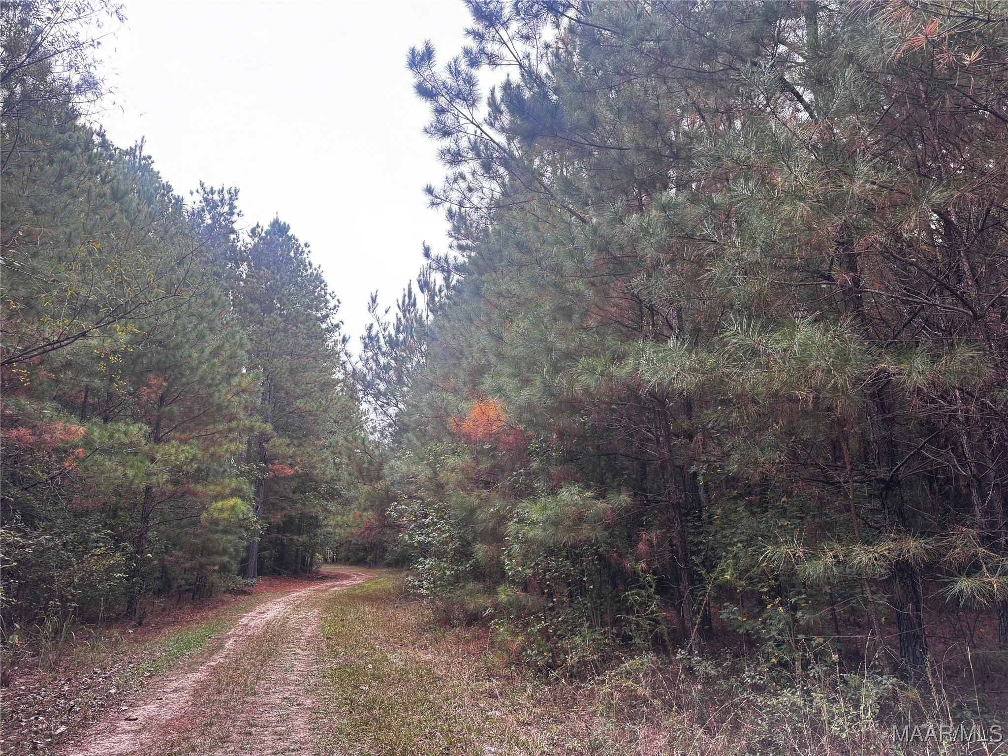 0 Coon Hop Road Hardaway, AL 36039 - Photo 14 of 67 Gallery Image 14