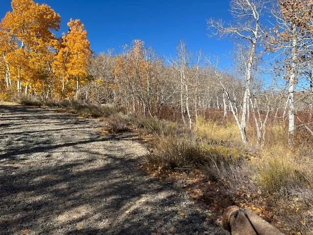 a view of a yard with trees in the background