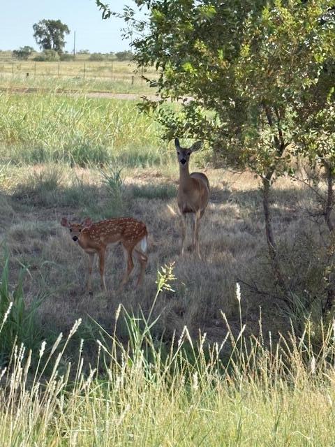 141 Austin Street Howardwick, TX 79226 - Photo 2 of 2 IMG_2953