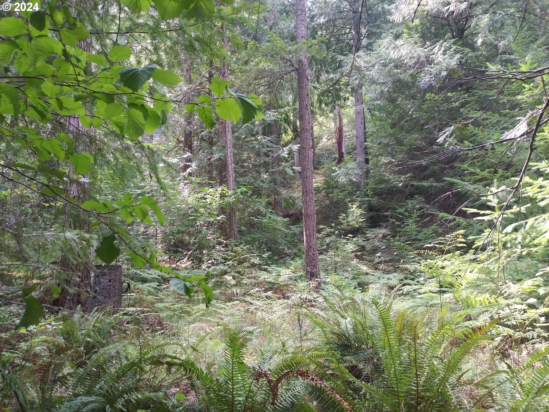 1689 Hidden Homestead Road Myrtle Creek, OR 97457 - Photo 44 of 48 Gallery Image 44