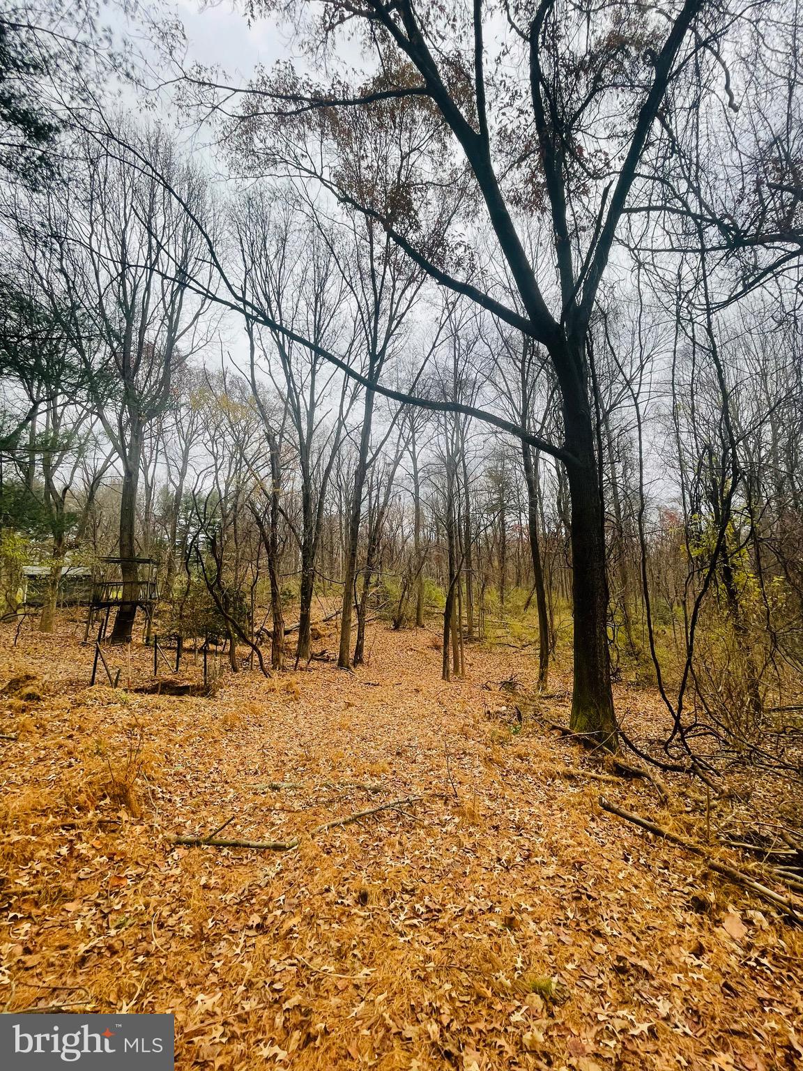 Pindell School Road Fulton, MD 20759 - Photo 11 of 17 a backyard of a house with lots of trees