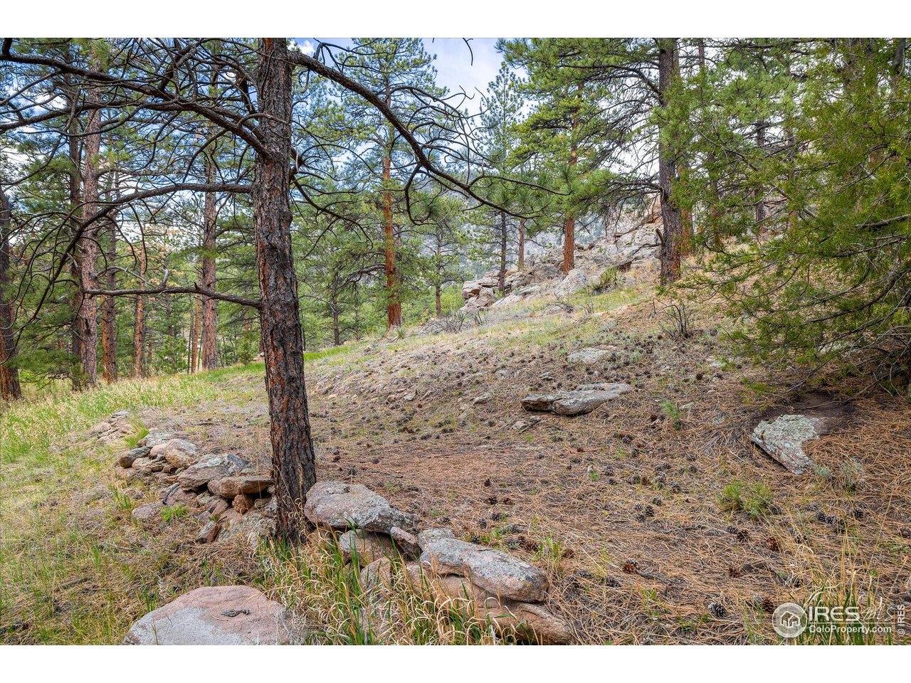 1289 Kiowa Road Lyons, CO 80540 - Photo 7 of 37 a view of a yard with plants and trees