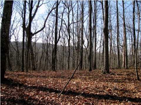 0 Joshua Road Spring City, TN 37381 - Photo 1 of 13 Primary Photo