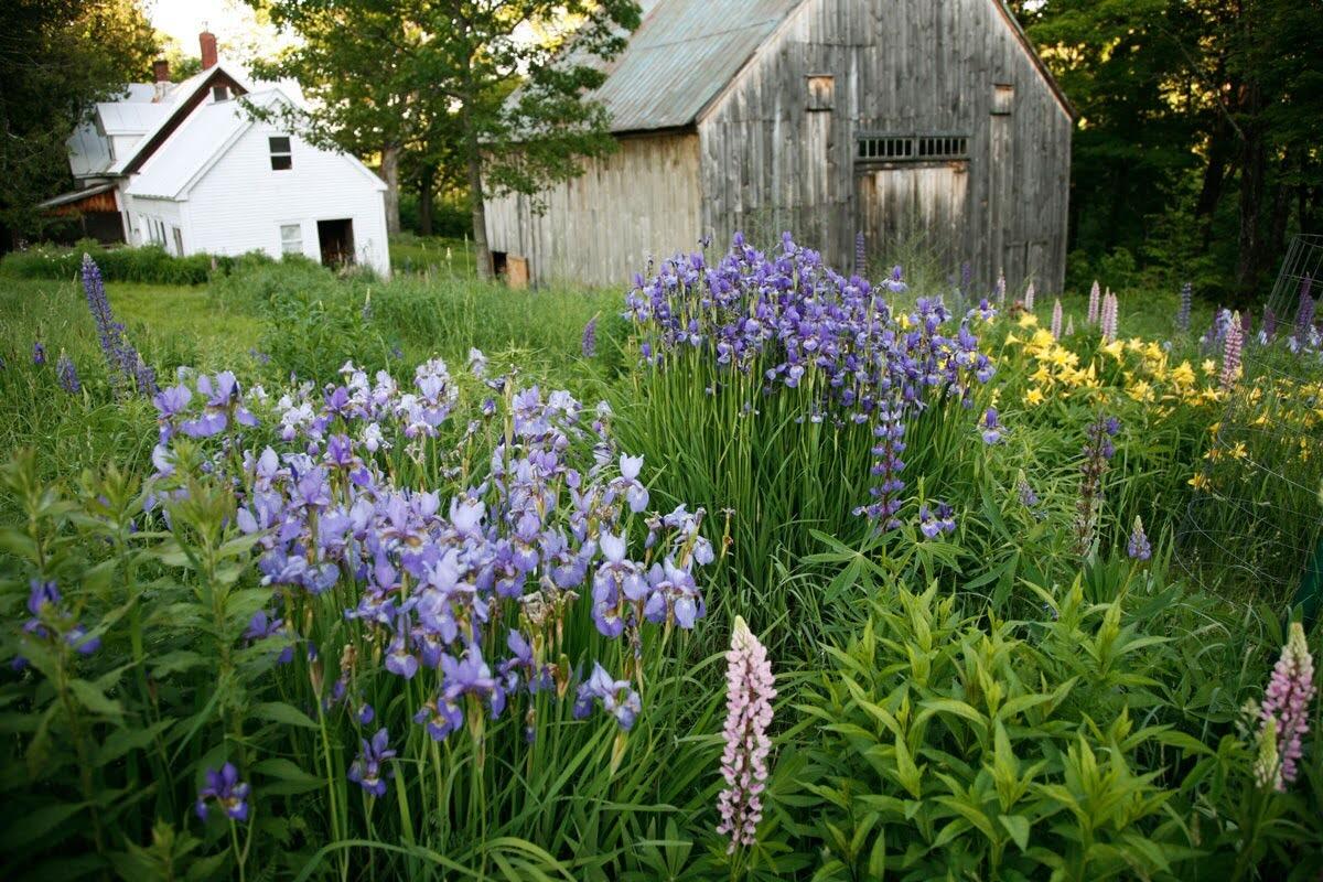 147 Mitchell Brook Road Temple, ME 04984 - Photo 4 of 67 Established gardens