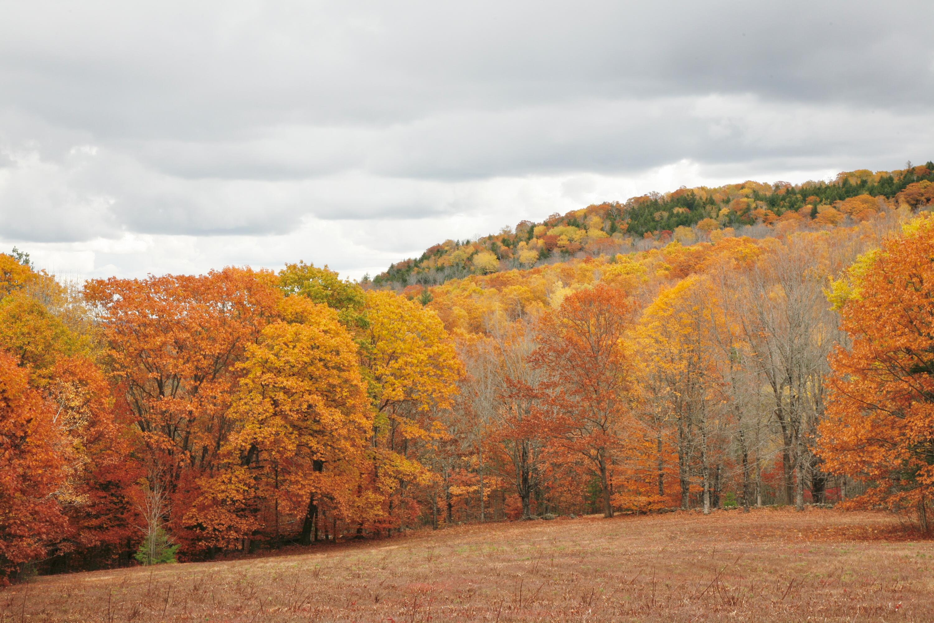 147 Mitchell Brook Road Temple, ME 04984 - Photo 46 of 67 Field in fall
