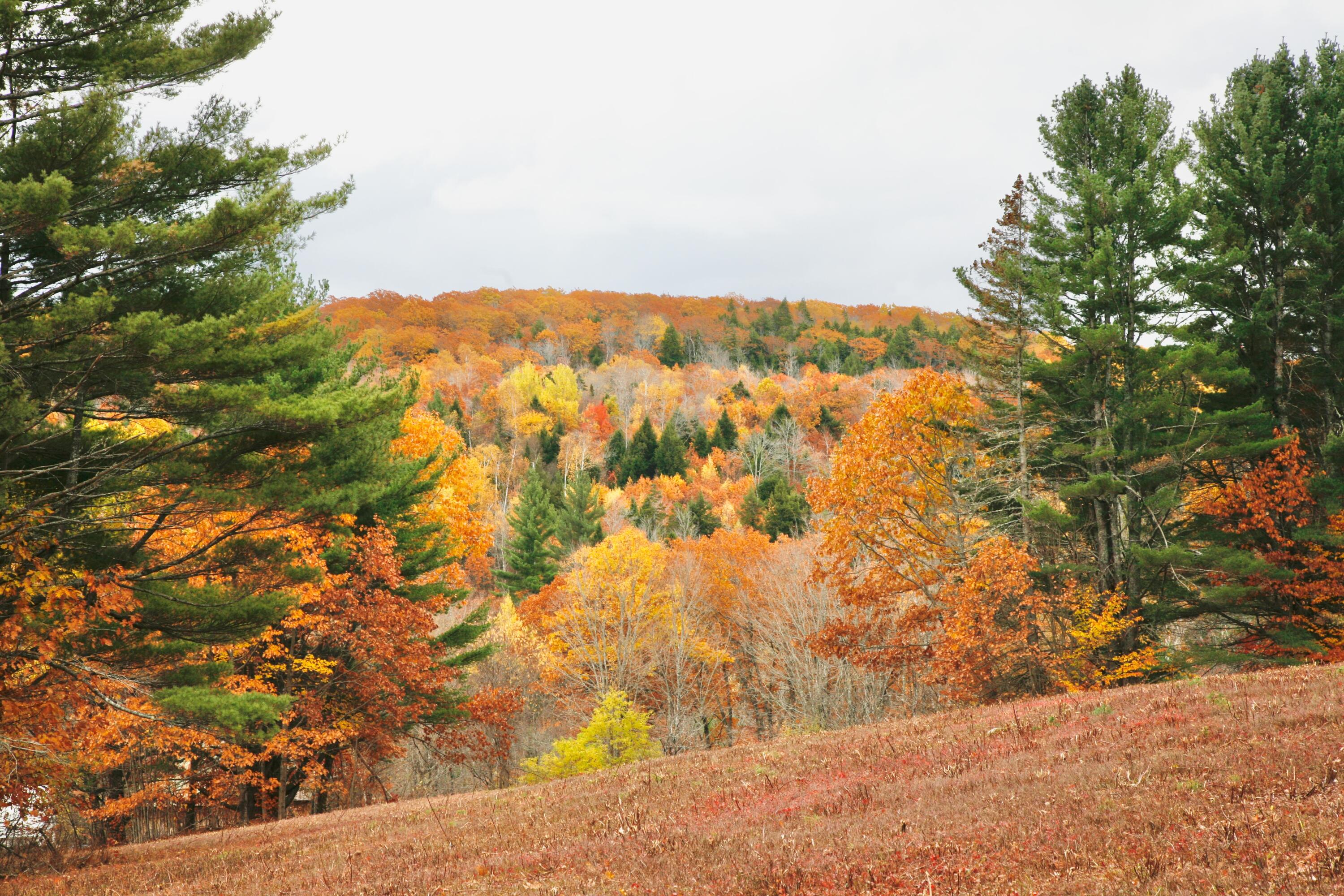 147 Mitchell Brook Road Temple, ME 04984 - Photo 47 of 67 Field in fall 2