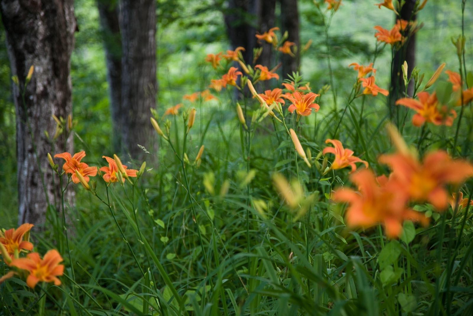 147 Mitchell Brook Road Temple, ME 04984 - Photo 50 of 67 Mature flower beds