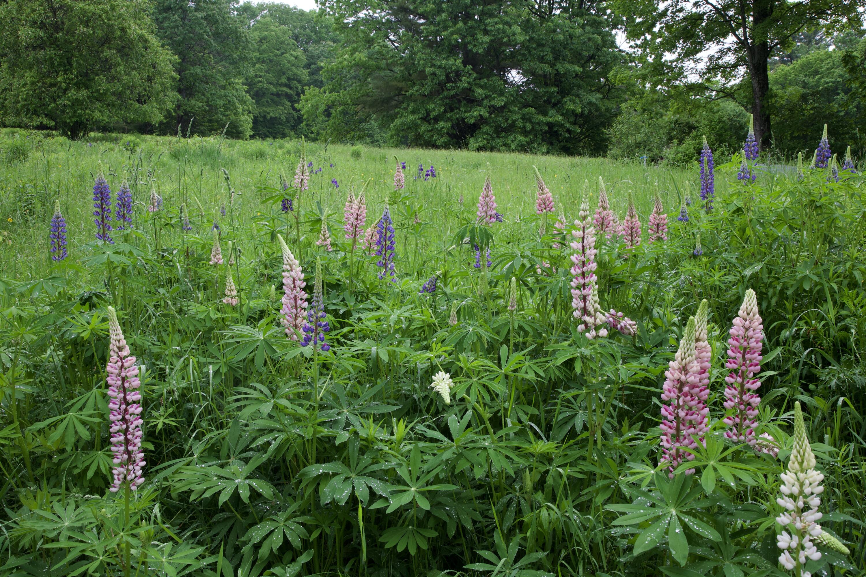 147 Mitchell Brook Road Temple, ME 04984 - Photo 51 of 67 Mature flower beds