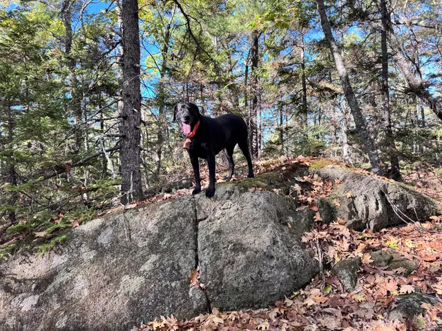 $879,000 | 147 Mitchell Brook Road, Temple, ME 04984