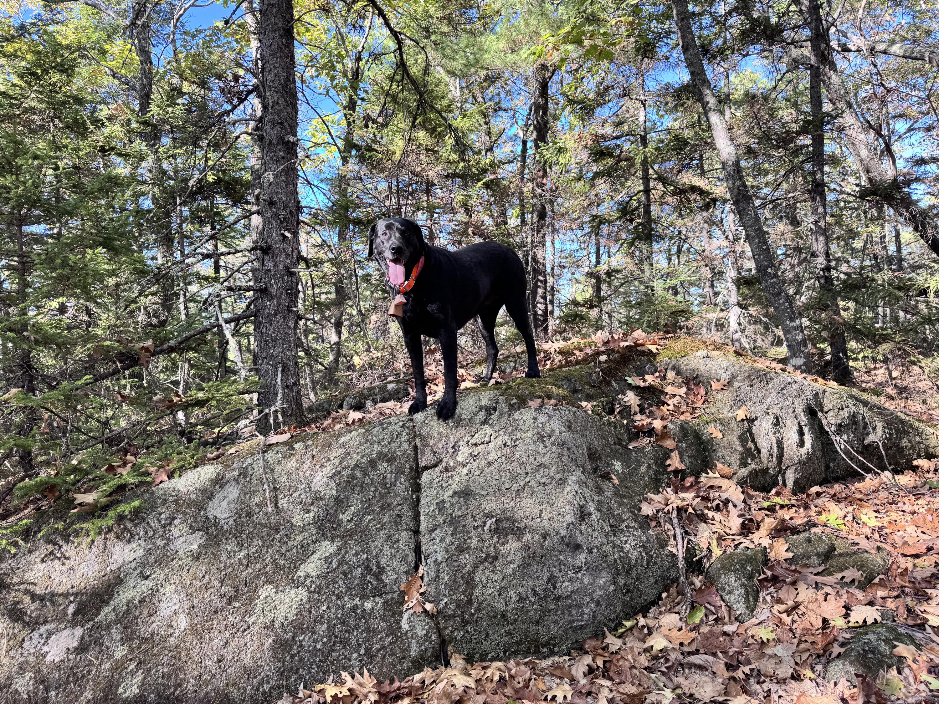 147 Mitchell Brook Road Temple, ME 04984 - Photo 57 of 67 Moxie on rock