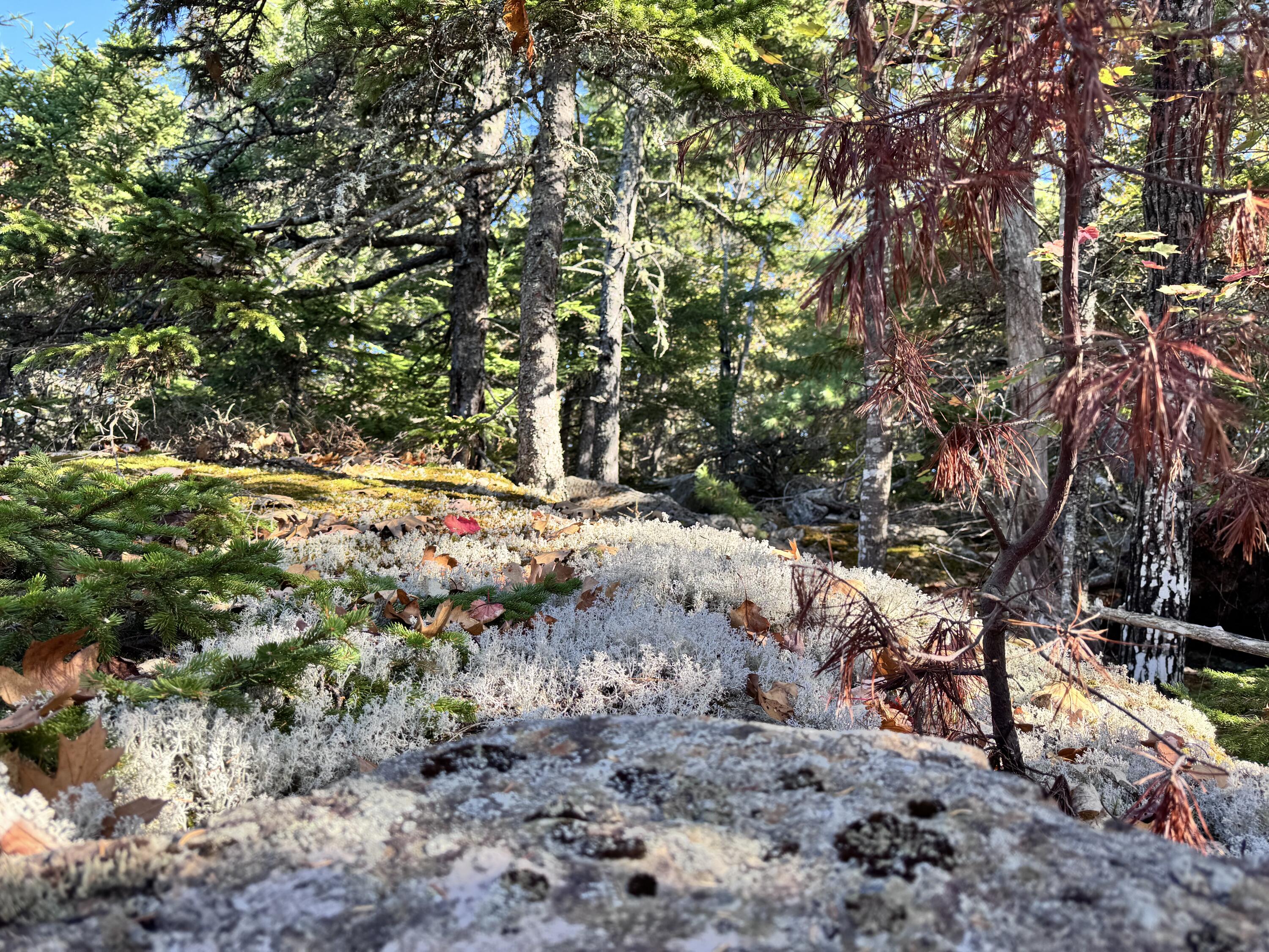 147 Mitchell Brook Road Temple, ME 04984 - Photo 58 of 67 interesting rock outcrop