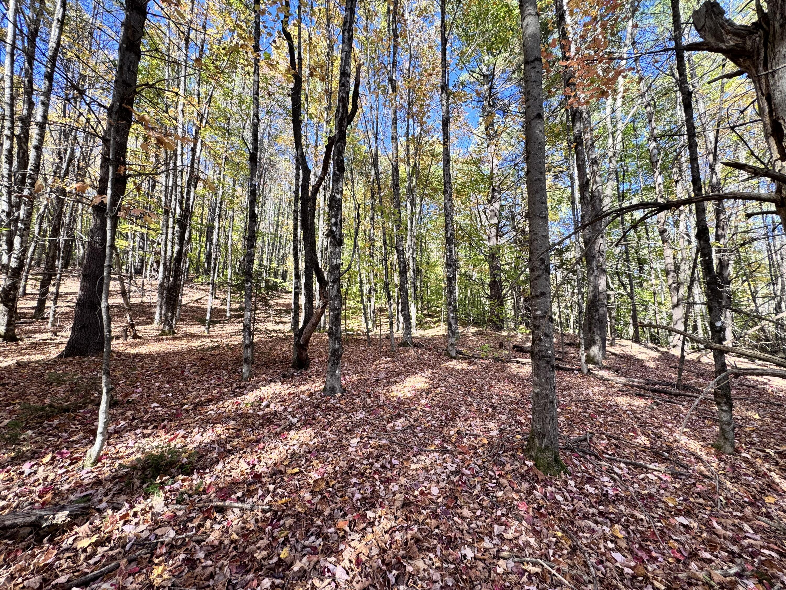147 Mitchell Brook Road Temple, ME 04984 - Photo 63 of 67 Tree Growth Plan