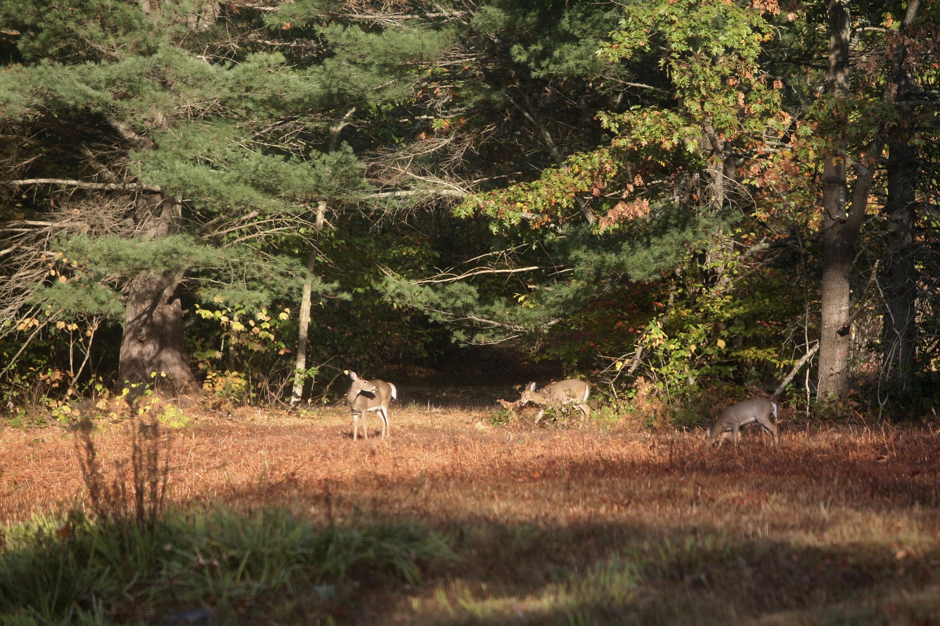 147 Mitchell Brook Road Temple, ME 04984 - Photo 64 of 67 Wildlife