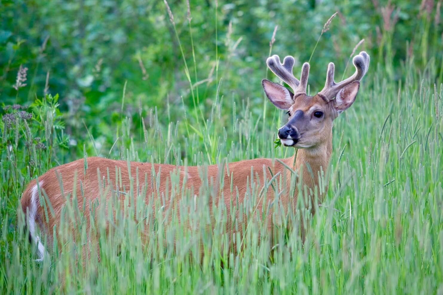 147 Mitchell Brook Road Temple, ME 04984 - Photo 8 of 67 Wildlife