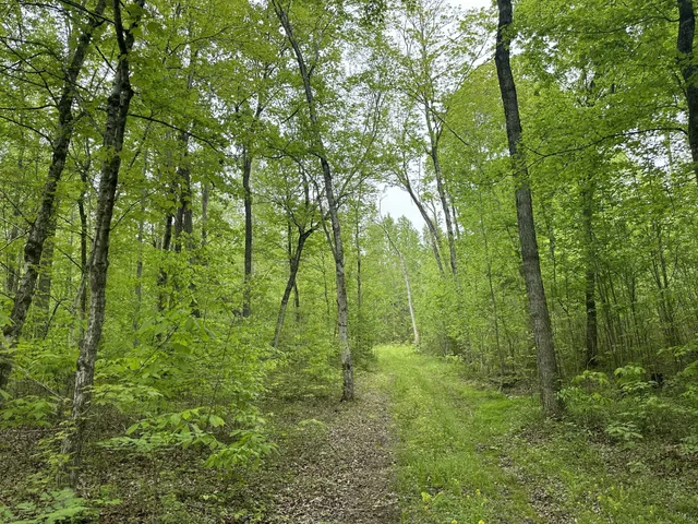 a view of a lush green forest