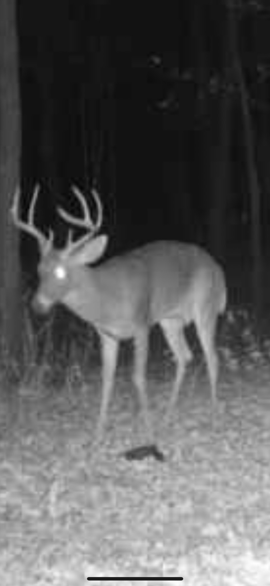 1 Poplar Ridge Road Chapmansboro, TN 37035 - Photo 11 of 11 a view of outdoor space
