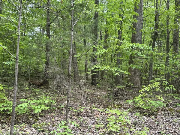 a view of a forest with a trees