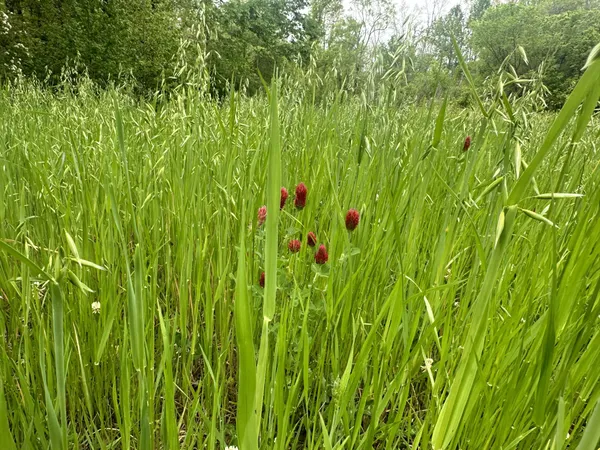 a view of a lush green space