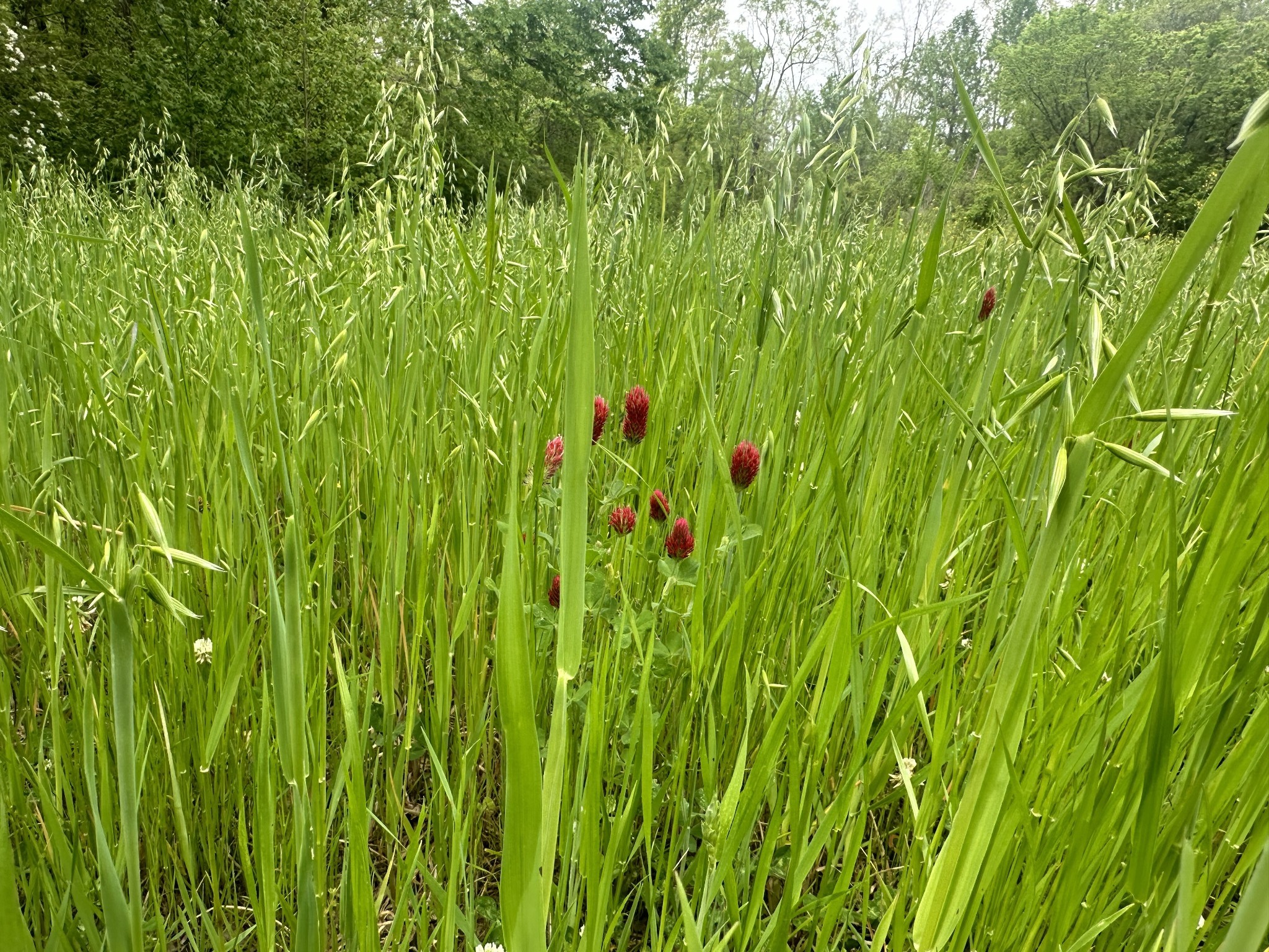 1 Poplar Ridge Road Chapmansboro, TN 37035 - Photo 5 of 11 a view of a lush green space