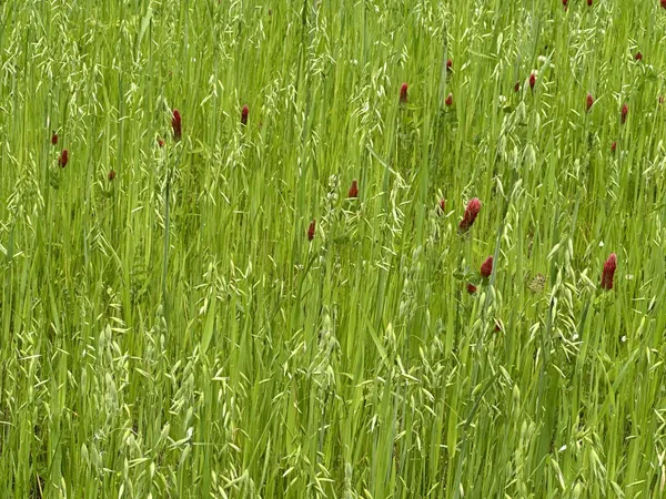 a view of a lush green plant