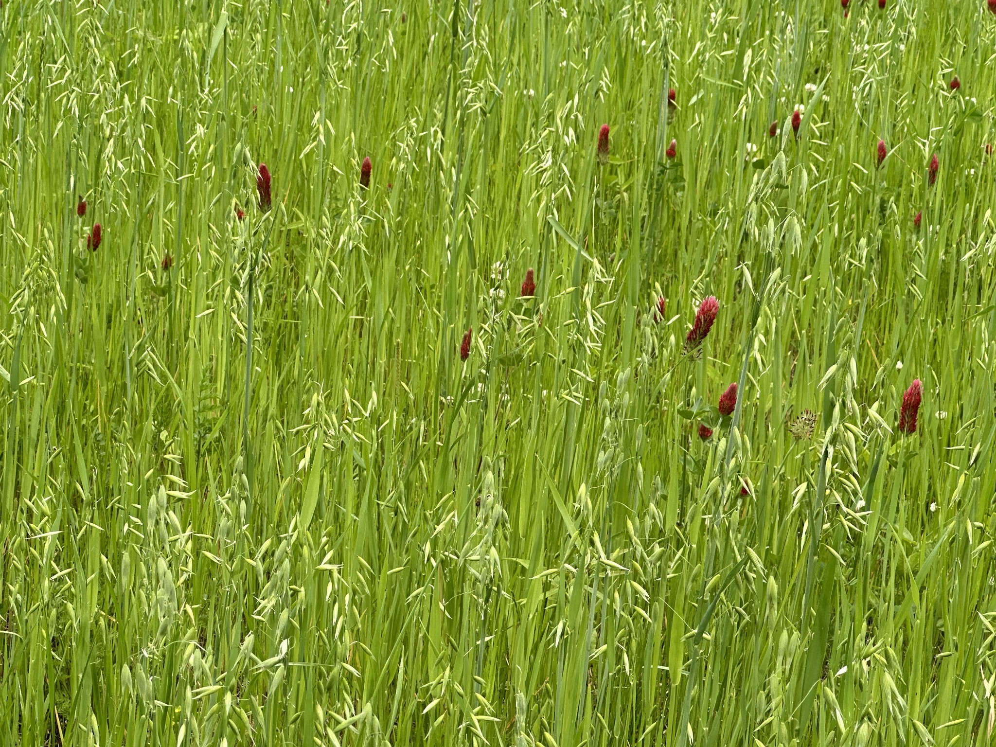 1 Poplar Ridge Road Chapmansboro, TN 37035 - Photo 6 of 11 a view of a lush green plant