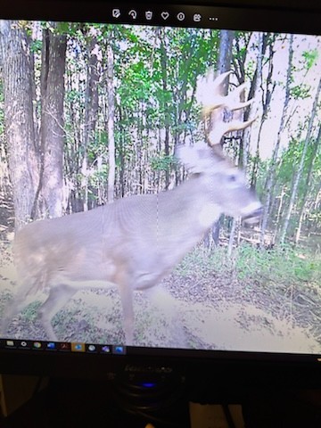 1 Poplar Ridge Road Chapmansboro, TN 37035 - Photo 9 of 11 a view of a yard with plants and trees