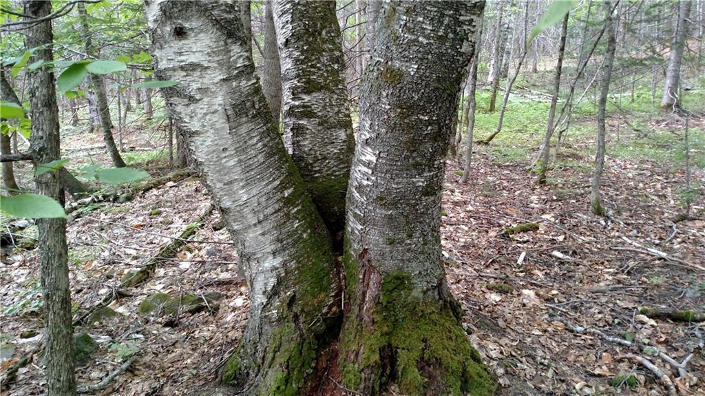 0 East Dixmont Road Monroe, ME 04951 - Photo 22 of 34 Photo