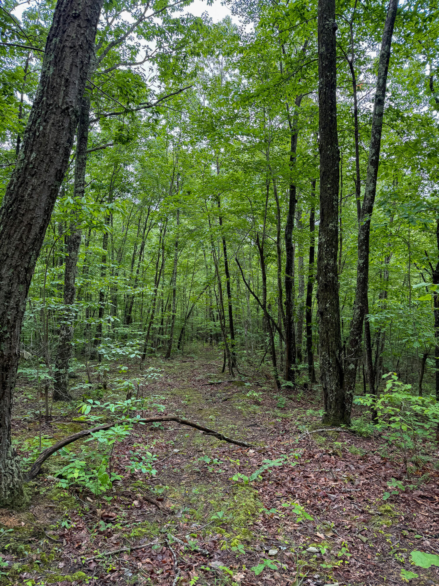 0 Cooper Ridge Road Wallingford, KY 41093 - Photo 3 of 16 Wooded lot featuring mature trees and a natural path