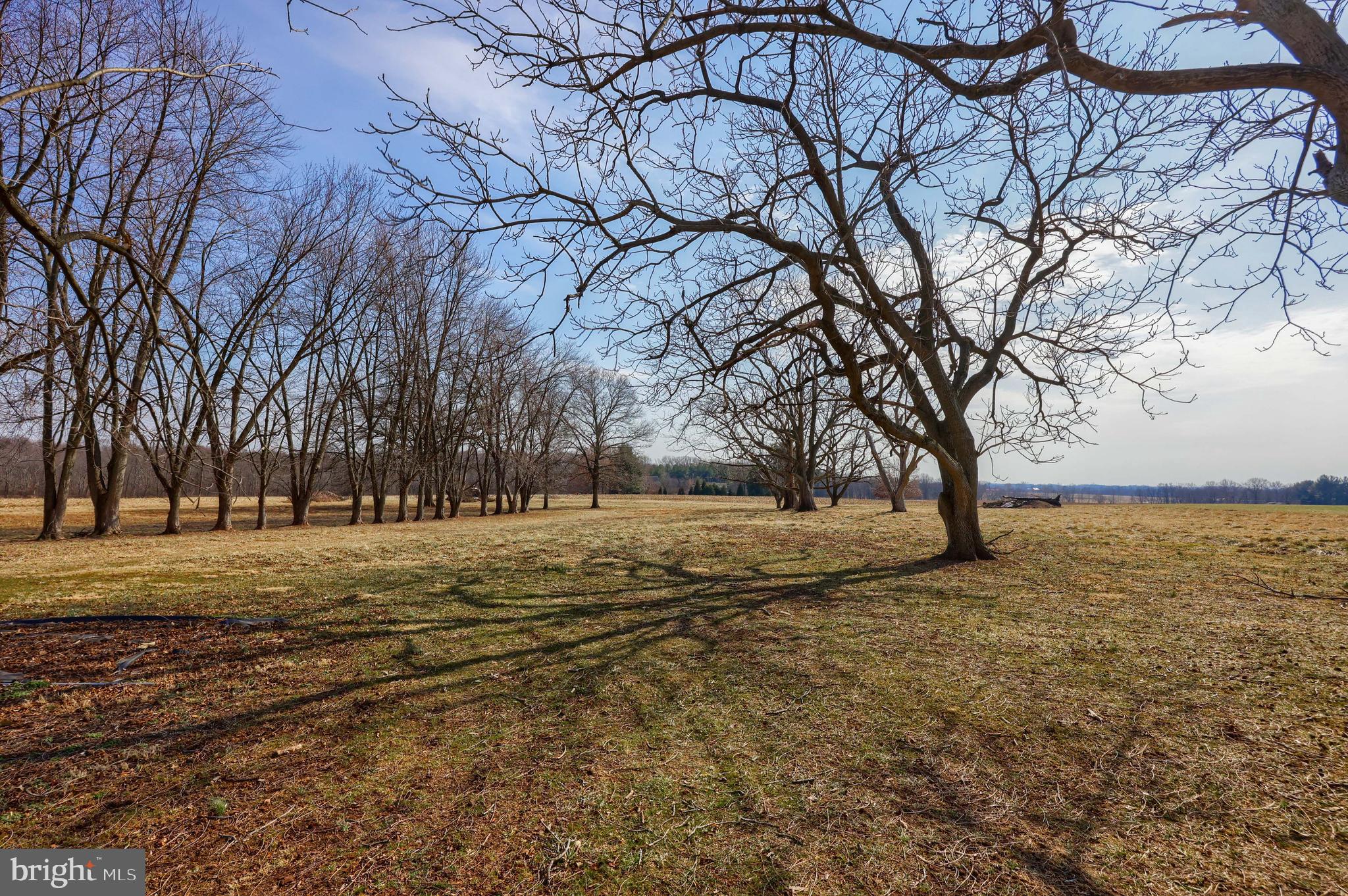 488 Fell Road Rising Sun, MD 21911 - Photo 35 of 90 a view of dirt yard with a large tree