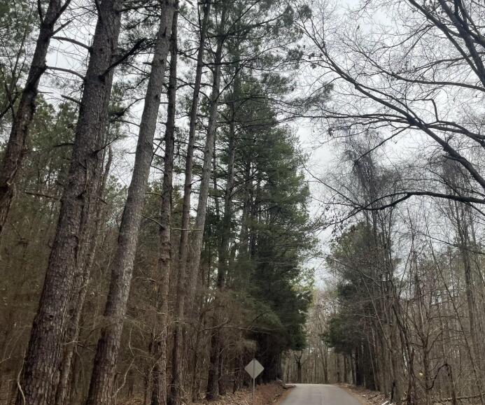 7 Old Gauley Road Calhoun City, MS 38916 - Photo 6 of 11 Gallery Image 6