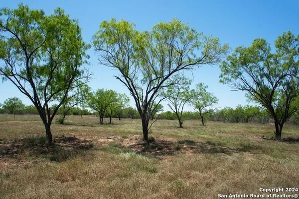 a view of dirt yard with large trees