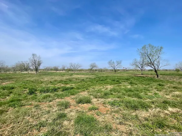 a view of yard with an trees
