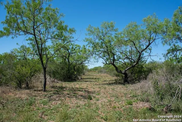 a view of a forest with trees in the background