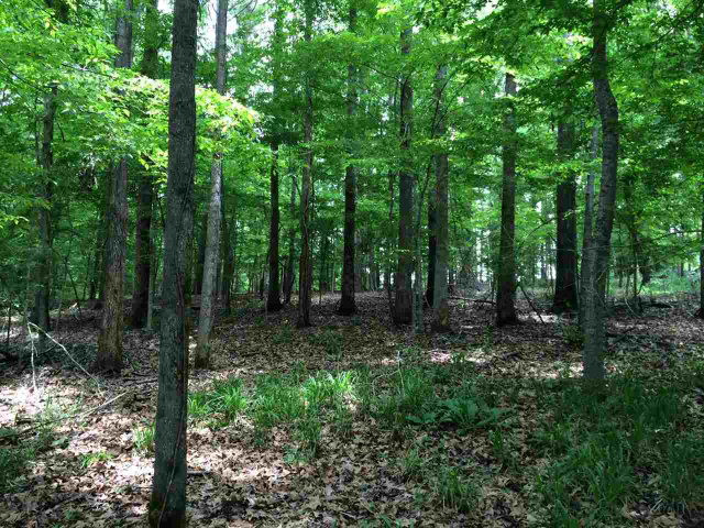 0 Selma Estates Road Natchez, MS 39120 - Photo 1 of 1 Main View